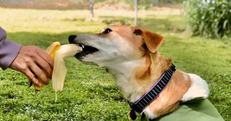 can dogs eat bananas