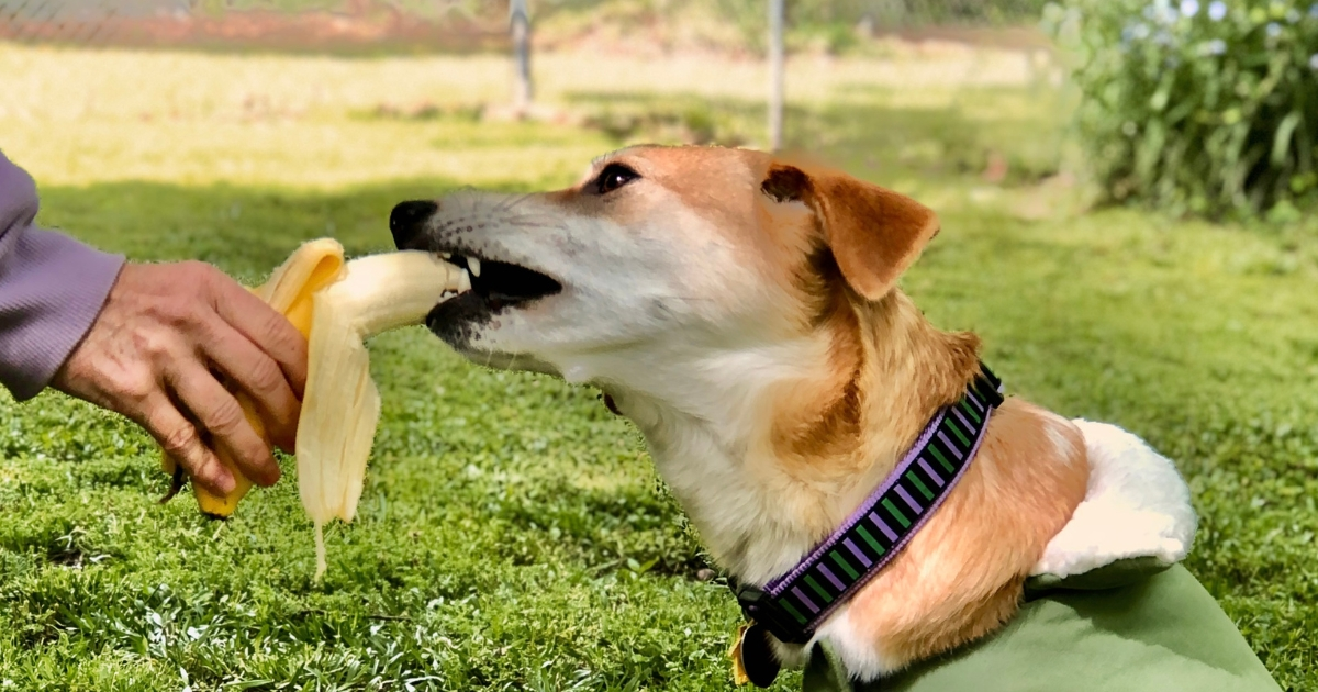 can dogs eat bananas