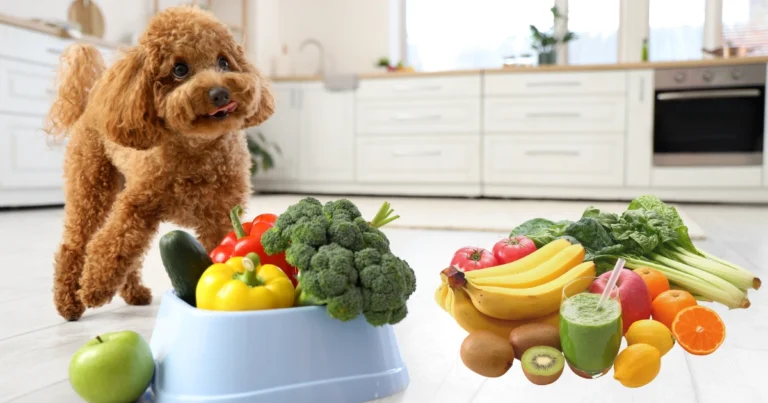 what vegetables can dogs eat