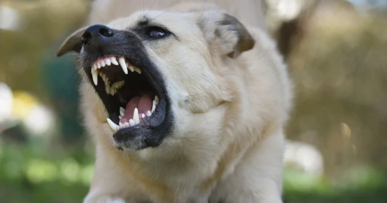 Most Dangerous Dog Breeds: Facts, Traits, and Risk Factors